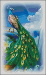 QS Peacock