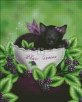 Blackberry Kitten
