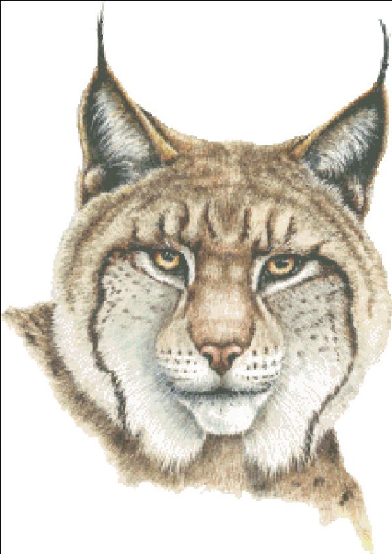 Mini Lynx - Click Image to Close