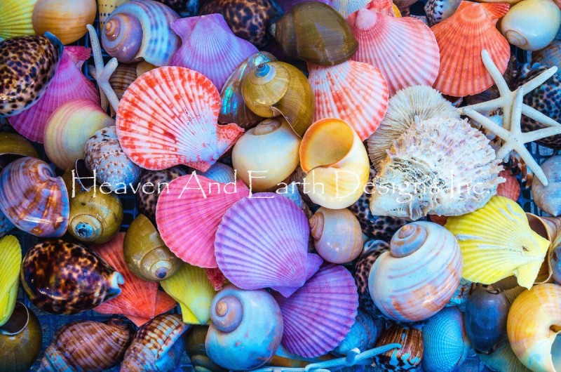 Closeup Of Colorful Sea Shells - Click Image to Close