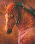 Supersized Masai War Pony Max Colors