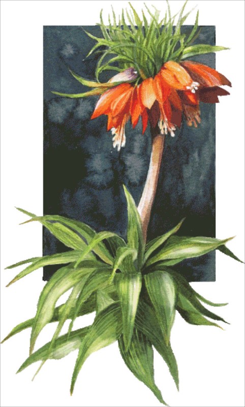Frittilaria - Click Image to Close