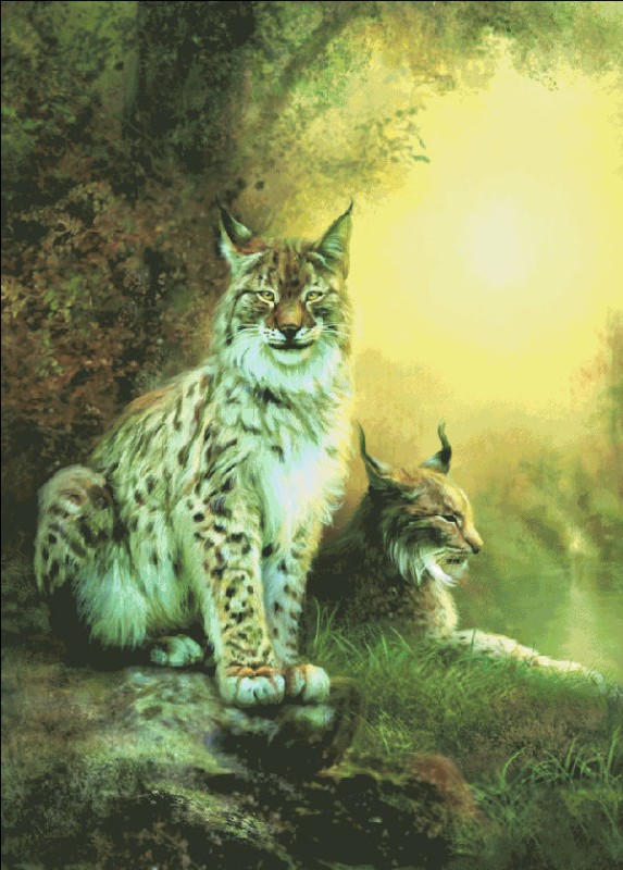 Supersized Two Lynxes Max Colors - Click Image to Close