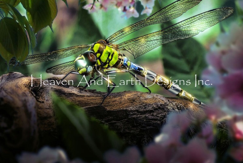 Dragonfly TH - Click Image to Close