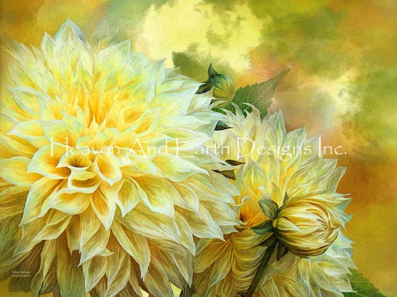 Yellow Dahlias - Click Image to Close