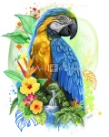 Macaw Spirit No Background