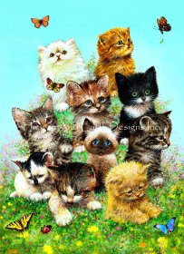 11 Kittens