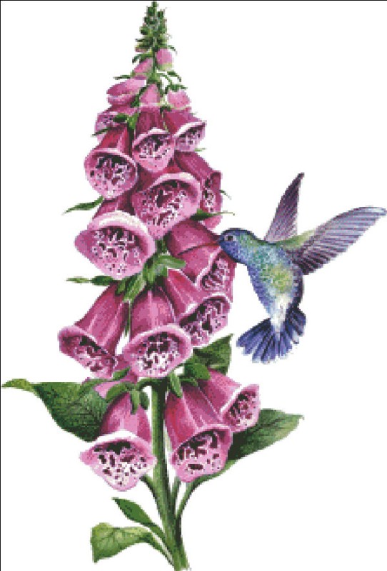 Mini Hummingbird On Foxglove - Click Image to Close