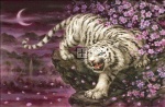 Supersized White Tiger Cherry Blossoms Max Colors