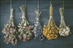 Hanging Bunches Of Medicinal Herb
