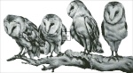Barn Owls Material Pack