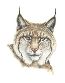 Mini Lynx
