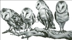 Supersized Barn Owls