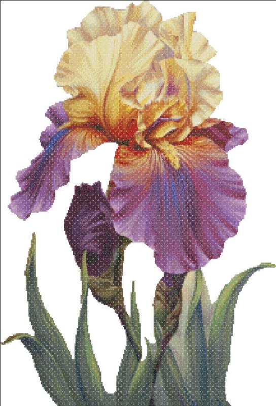 Mini Proud Iris NO BK - Click Image to Close