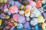 Closeup Of Colorful Sea Shells