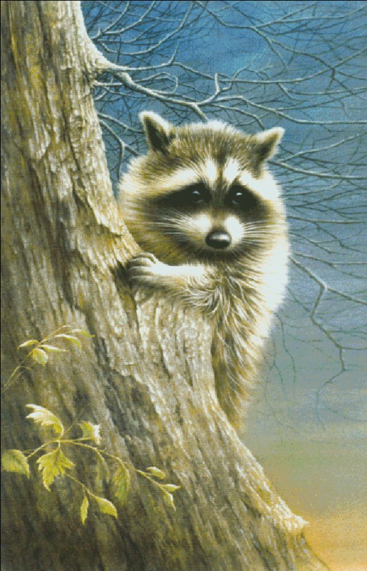 Raccoon - Click Image to Close