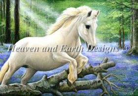 White Pony In Bluebell Wood
