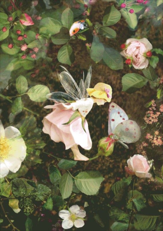 The Rose Fairy CB - Click Image to Close
