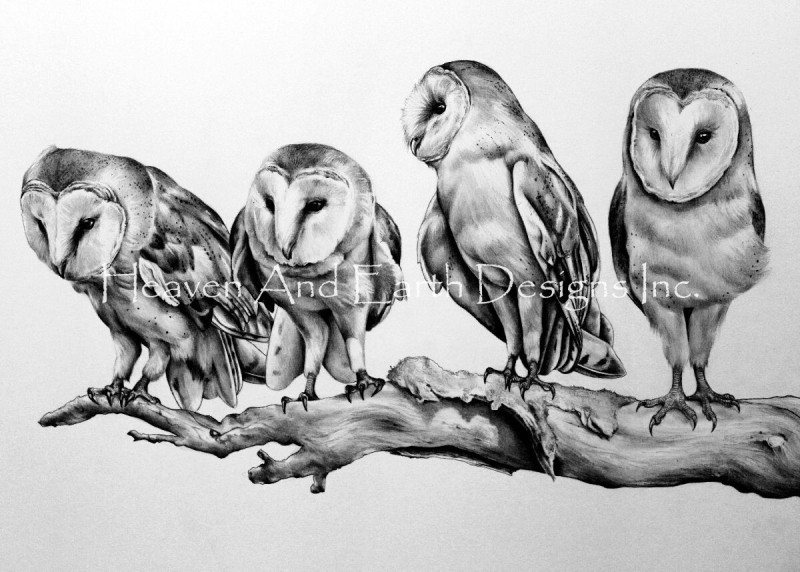 Supersized Barn Owls - Click Image to Close