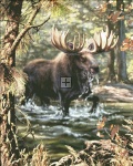 Supersized Moose Crossing Max Colors
