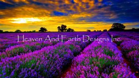 Lavender Field Max Colors