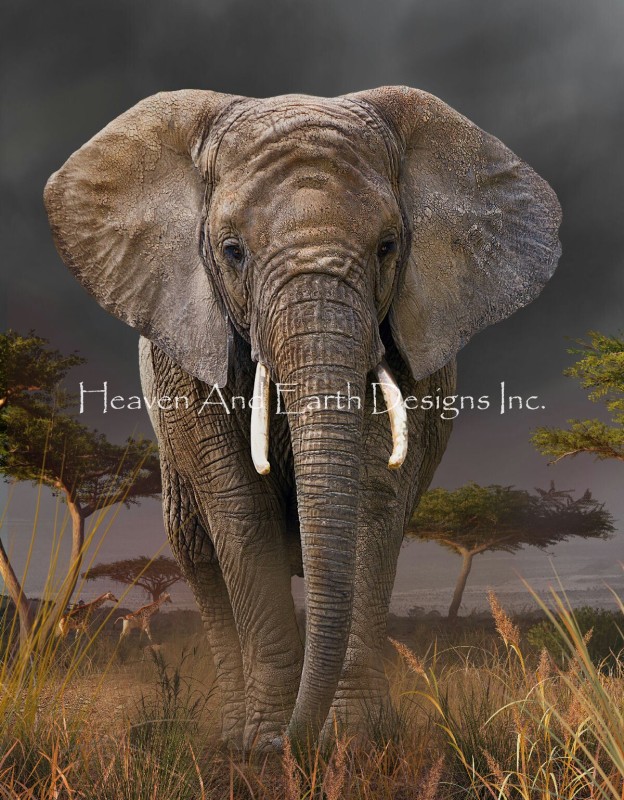 Elephant Walk DP Max Colors - Click Image to Close
