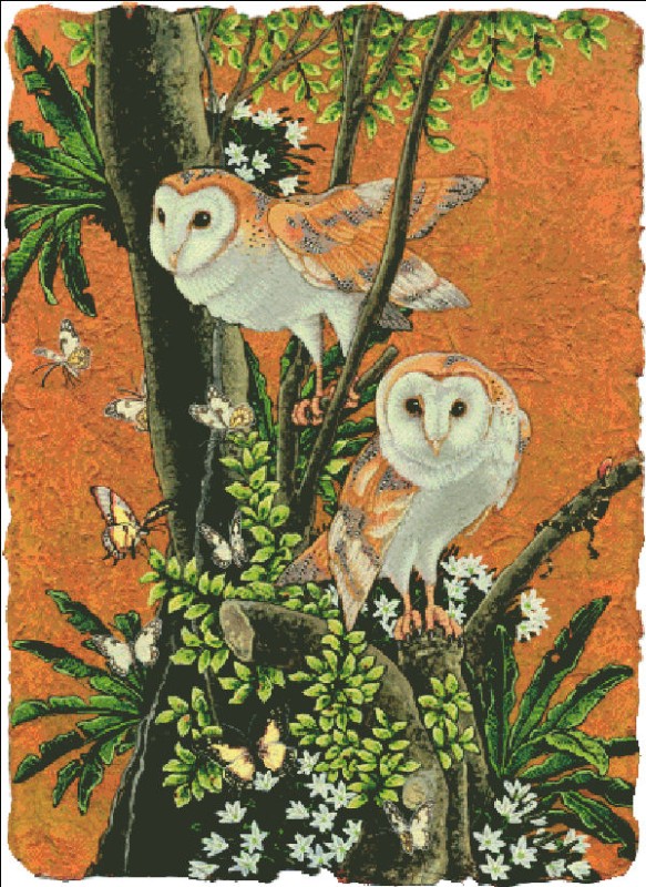Barn Owl Max Colors - Click Image to Close