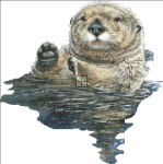 Sea Otter NO BK