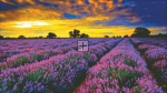 Mini Lavender Field