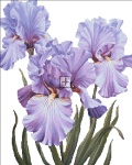 Mini Mauve Irises NO BK